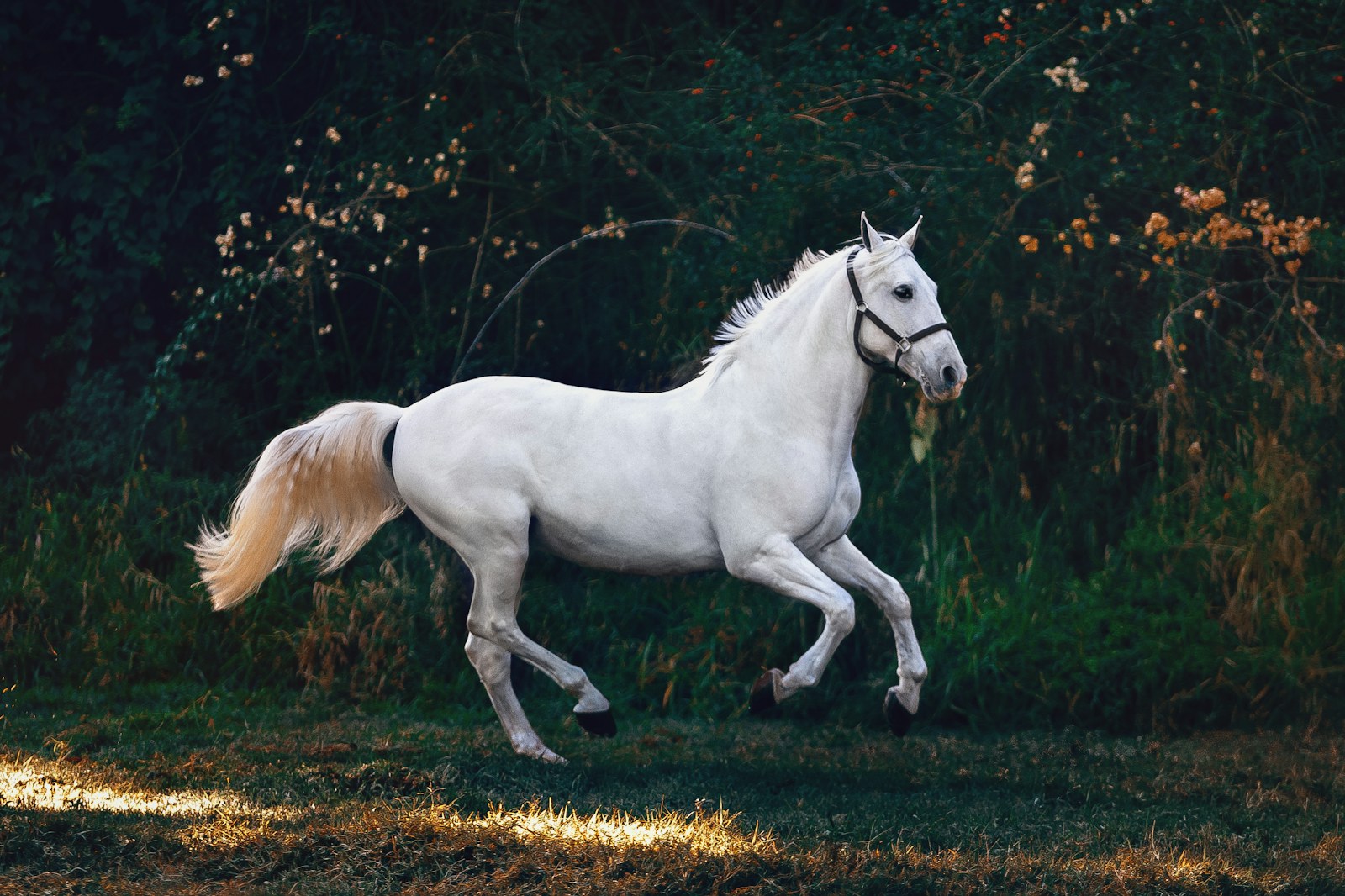 A white horse moving through a dark green meadow